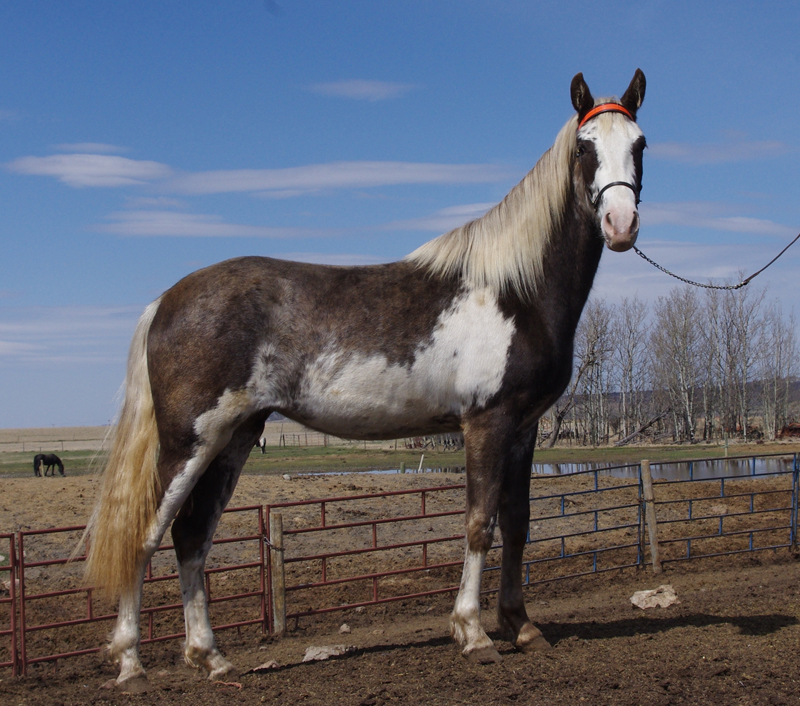 McDonald Farms Tennessee Walking Horses For Sale