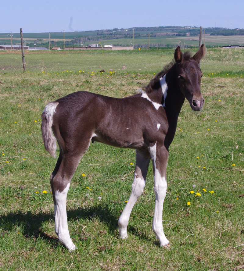 McDonald Farms Tennessee Walking Horses For Sale